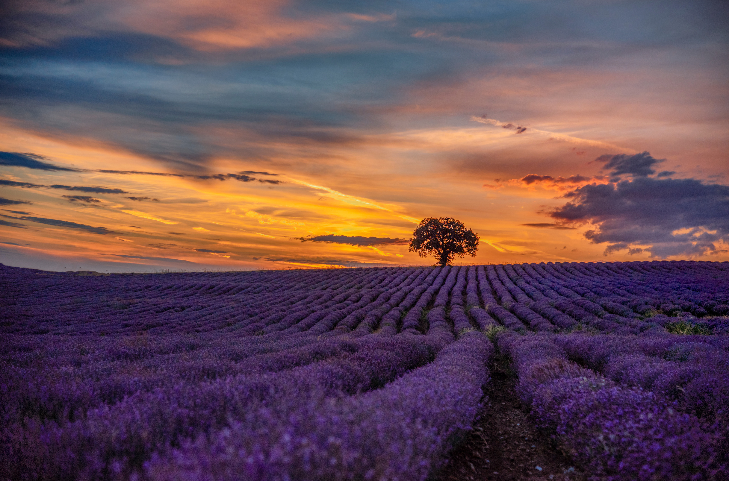 Purple Flower Field during Sunset