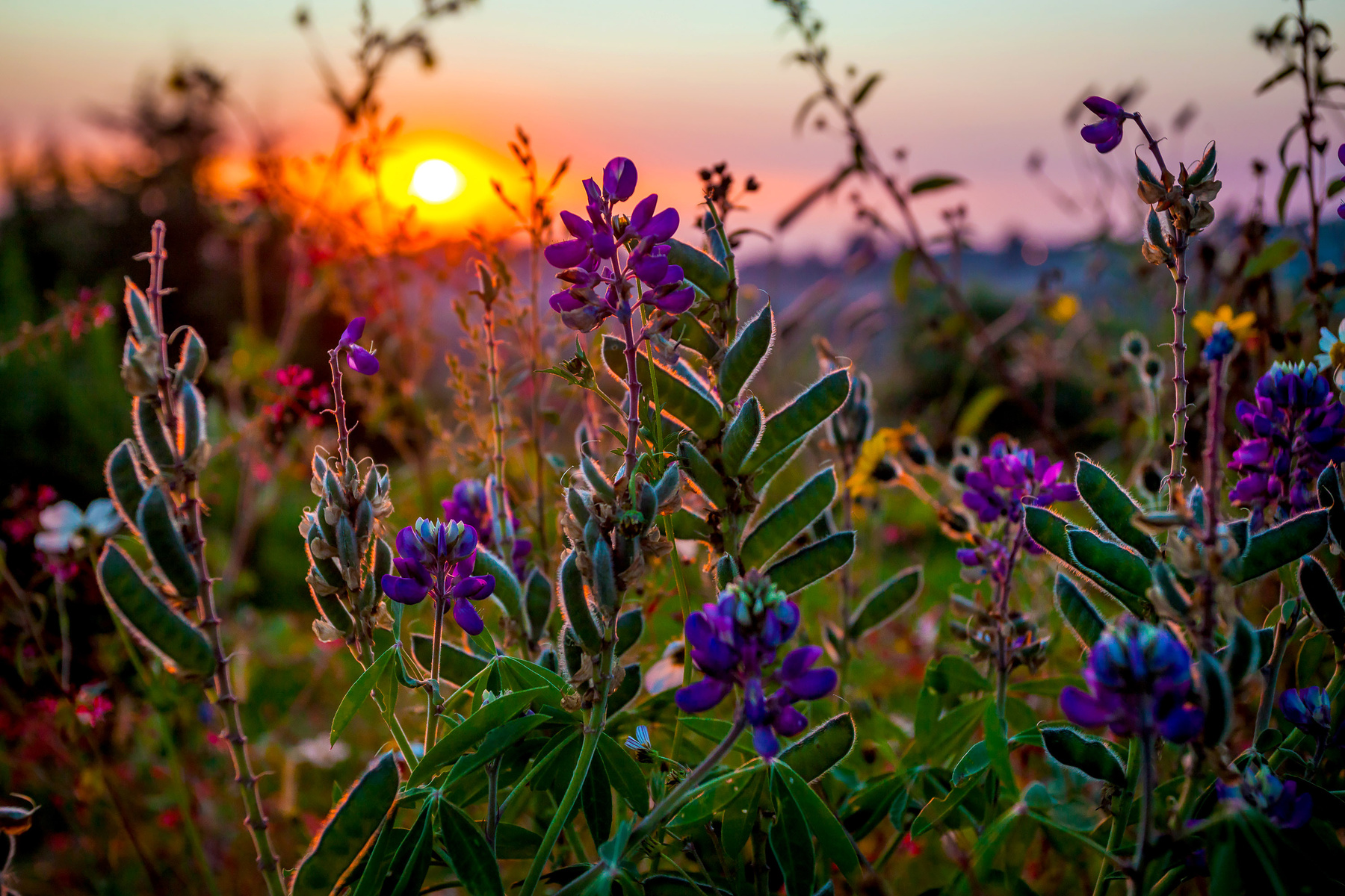 Country Flowers Sunset